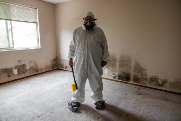 Trusted Okawville, IL Mold Removal Experts